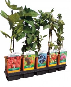 frutti di bosco 1,5 litri5